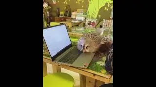 An Owl Showing Some Catlike Behavior 🦉😻 #Shorts