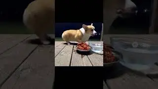 Corgi's Hilarious Meltdown After Trying Spicy Wings! #corgi #dogsoftiktok#funnydog #foryou #funny