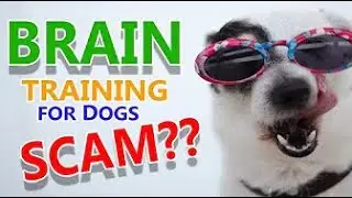 Is It Just Another Scam ? -  Brain Training For Dogs Review 2020