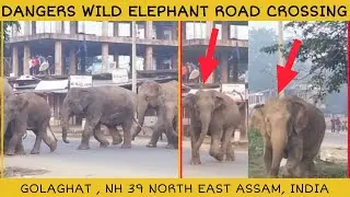 DANGERS WILD ELEPHANT ROAD CROSSING 🐘⚠️