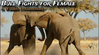Male Bull Elephants fight for Dominance and Females Animal Planet Documentary
