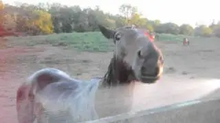 Freedom and Midnight taking a bath