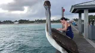 Рыбалка с пирса Dania Beach pier. Fishing in Florida