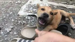 Ch&oacute; Quậy Q&uacute;a