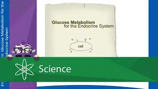 Glucose Metabolism for the Endocrine System
