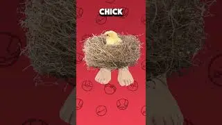 Pokemon that need Baby forms!
