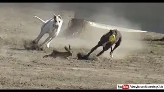 Hare coursing race in Pakistan 2021 | Greyhound racing | Dog race