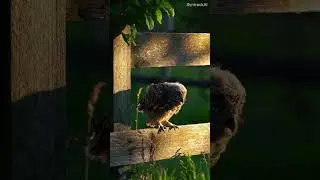 🦉 Adorable Little Owl Enjoys a Quiet Moment 🌙🌿 | SyntrackAI