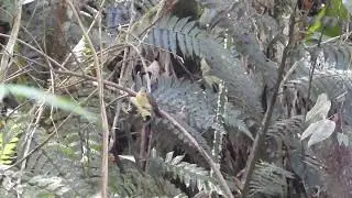 Assanhadinho (Myiobius barbatus) construindo ninho.