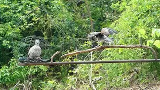 Amazing Catch dove By New King Of Trap - The Best Pigeon Trap