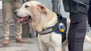 ¡Gracias, #Draco, por tus más de 10 años de servicio con la Policía Local de #SantaCruzdeLaPalma!