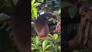 Monkey | Purple faced leaf monkey  #shorts