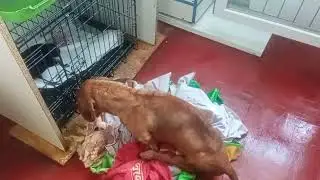 Собачка граф умер от скуки...не хотел возвращаться в приют...