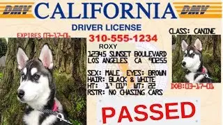 7 Reasons to get your dog licensed