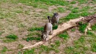 Cats Sharpen their Claws in Turn 🐈🐈 #Shorts