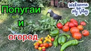 ОСЕННИЙ УРОЖАЙ #iowa #life #vlog #usa #parrots #garden #жизньвсша 