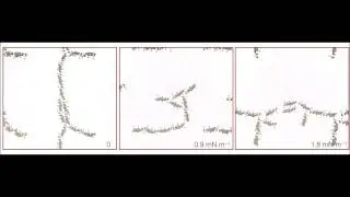 Membrane tension controls the assembly of curvature-generating proteins