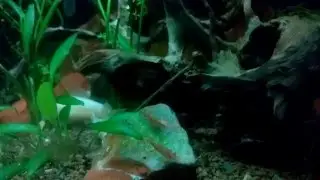Shrimp and Galaxy Rasbora