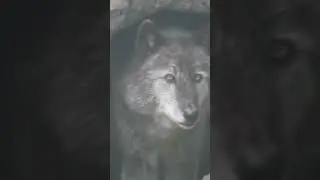 УЗНАЙ КТО ТЫ НАЙДИ СВОЙ ТОТЕМ. ТОТЕМ КАК ПРОШЛАЯ ЖИЗНЬ. find out who your totem is