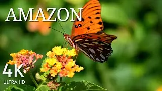 Amazon Adventures: Into The Wildlife | Amazon Rainforest