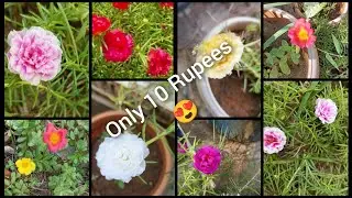 10Rupees Only 😍 Table Rose 🌹 6382758558#Tamil Little Garden 🏡