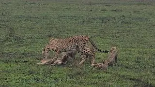 Best Safari in Ndutu - Ngorongoro 2022