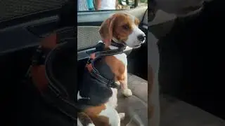 No-Pull Reflective Breathable Adjustable Dog Harness