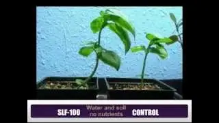 SLF-100