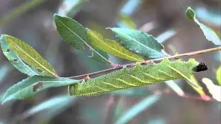 Eyed Hawkmoth (Smerinthus ocellata) dropping