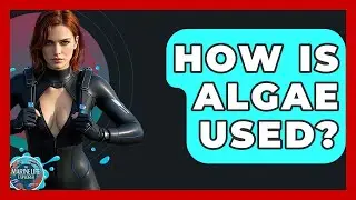 How Is Algae Used? - The Marine Life Explorer