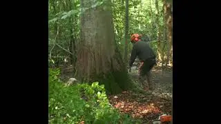 Skovdyrkerne Syd s&oslash;ger en skovarbejder
