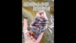 涠洲岛中心小学隔壁 去猪仔岭路上的那个野滩，之前分享过，这次来感觉贝壳并不多，可能是浪大的原因，去年暑假西南浪的时候这里就没贝壳#海边拾趣 #涠洲岛#内容启发搜索 #解压 #沉浸式捡贝壳