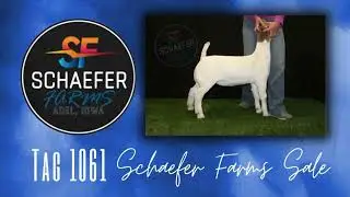 Schaefer Farms Show Goat Sale - Apr 7 - Tag 1061