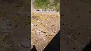 Eurema nicippe puddle party! www.BicBugs.com