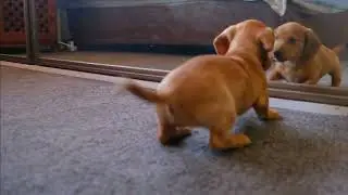 #puppylove #puppyvideo #puppyshorts #doggieshorts #funnydogs #funnydogshortvideo #dogmemes #augierfc