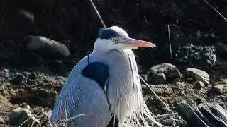 アオサギ/Ardea cinerea 12_260105_北野調整池,