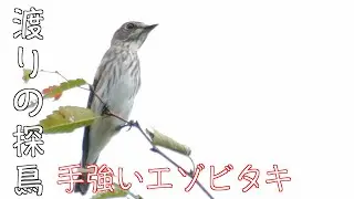 9月12日 水元公園探鳥 渡りのエゾビタキは手強かった