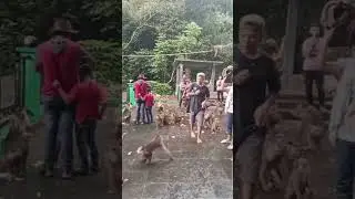 #bestanimals