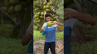 Malayasian Green coconut water | hybrid coconut tree | coconut plants | #kobbarikaram #coconutz