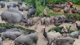 Taking care of a herd of more than 1000 pigs, digging cassava for the pigs to eat every day