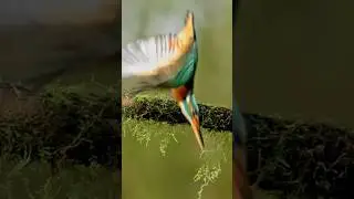 Kingfisher&rsquo;s Stunning Dive | Catching Fish from Deep Water 🐟✨ #Shorts #FishingBird