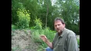 Plant Identification - Dissect Mustard Family Flower