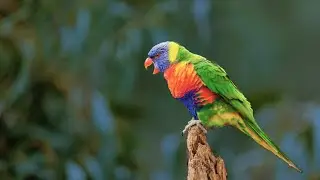beautiful music romantic music great music that relaxes the brain  Отличная музыка для  мозга