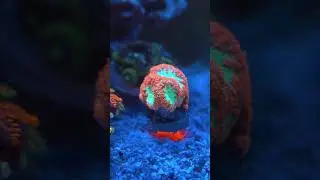 Nano Reef #reef 