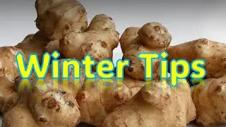 How to Overwinter Tubers (Jerusalem Artichokes) – Step-by-Step Guide #gardening #diy #homestead