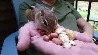 Speedy The Chipmunk Eating Peanuts In My Hand - CUTE!