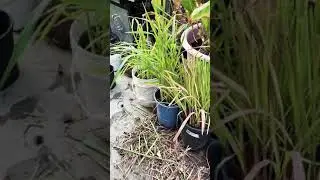 Varieties of lemongrass.