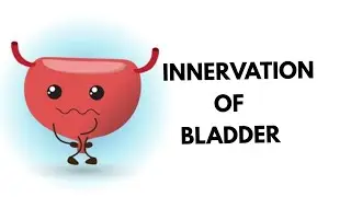 Innervation of urinary bladder in tamil || Nerve supply of bladder || Urinary bladder || Nephrology