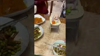 Cute hamster eating😀#hamsters