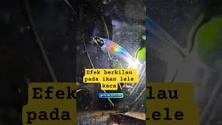 Efek Berkilau Pada Ikan Lele Kaca Atau Glass Catfish #fishing #faktaunik #fish